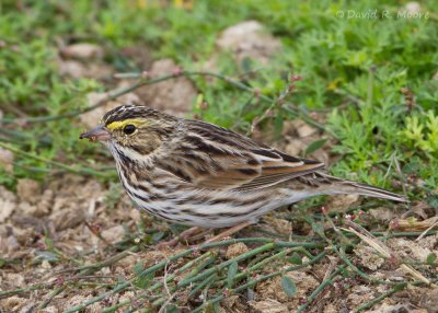 Savannah Sparrow