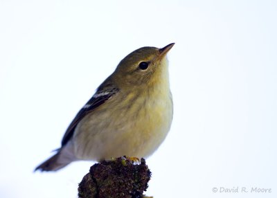 Blackpoll Warbler