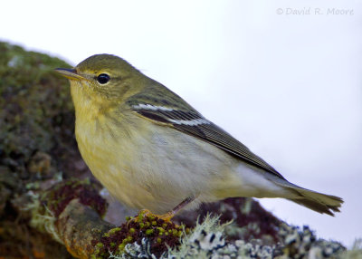 Blackpoll Warbler