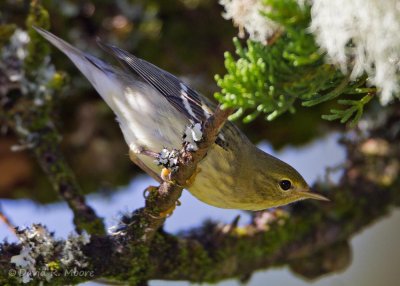 Blackpoll Warbler