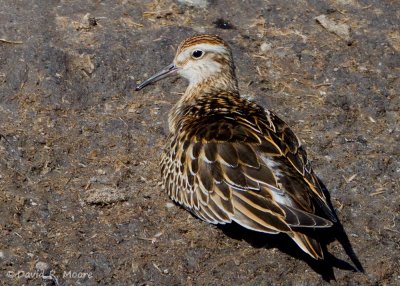 Sharp-tailed Sandpiper