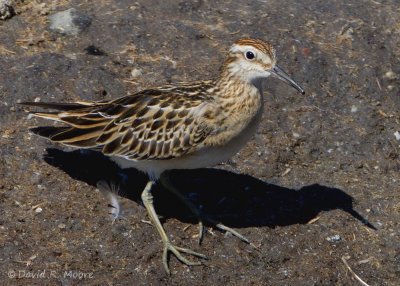 Sharp-tailed Sandpiper