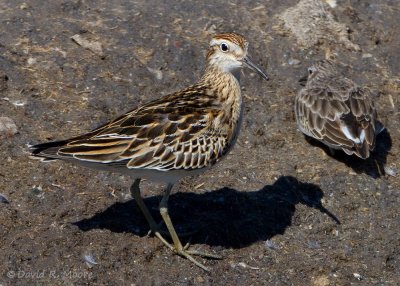 Sharp-tailed Sandpiper