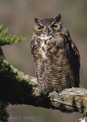 Great Horned Owl