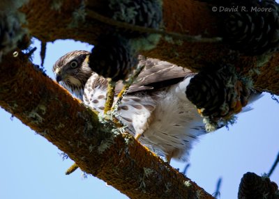 Cooper's Hawk