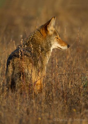 Coyote