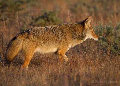Coyote