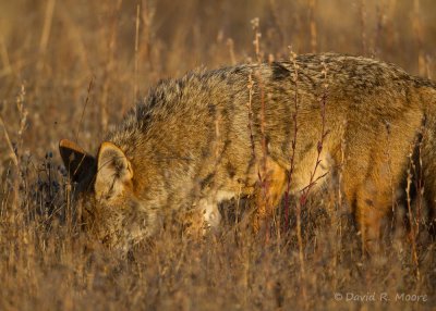 Coyote