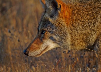 Coyote