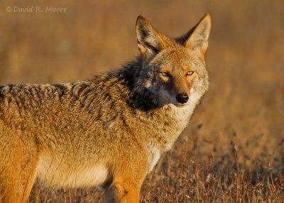 Coyote