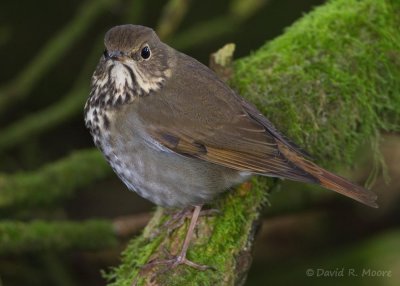 Hermit Thrush
