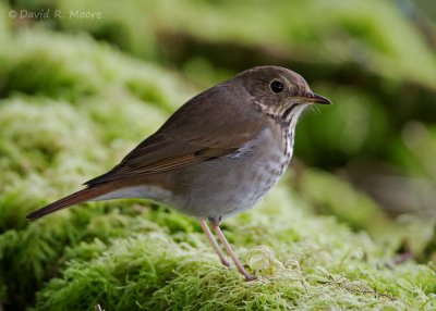 Hermit Thrush