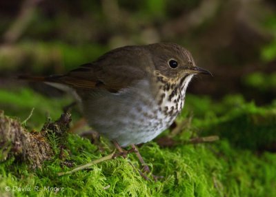 Hermit Thrush