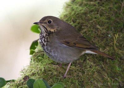 Hermit Thrush