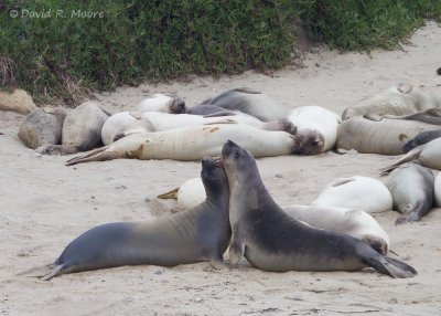 Elephant Seals