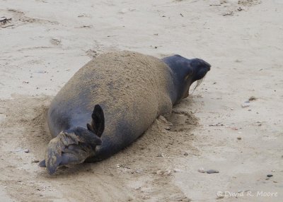 Elephant Seal