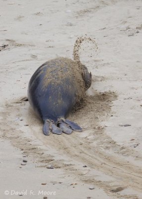 Elephant Seal