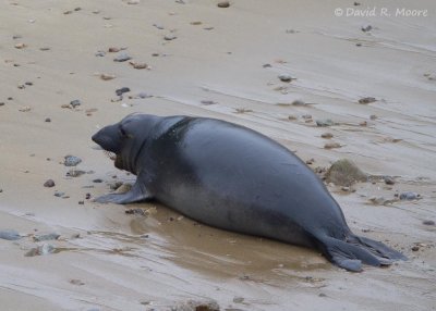 Elephant Seal