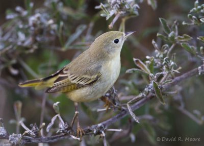 Yellow Warbler