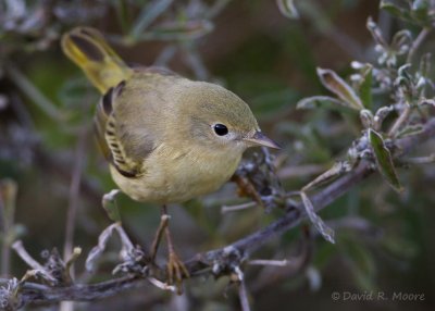 Yellow Warbler