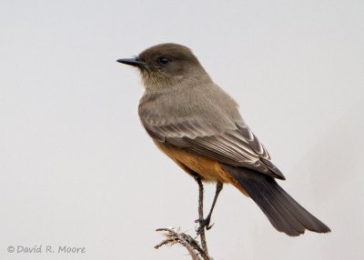 Say's Phoebe