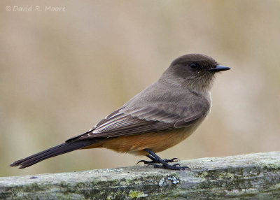 Say's Phoebe