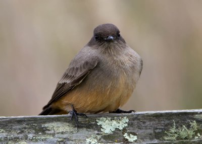 Say's Phoebe