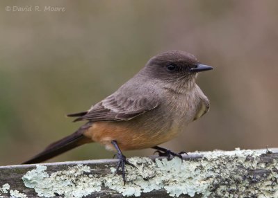 Say's Phoebe