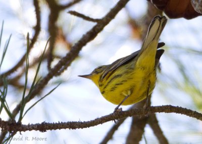 Prairie Warbler
