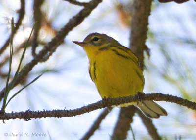 Prairie Warbler