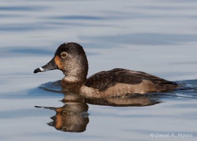 Ring-necked Duck