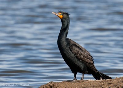 Double-crested Cormorant