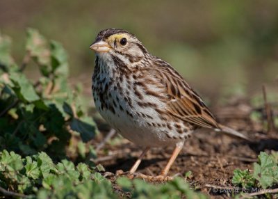 Savannah Sparrow