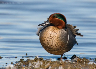 Green-winged Teal