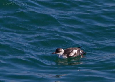 Pigeon Guillemot