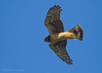 Northern Harrier