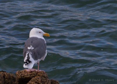 Western Gull