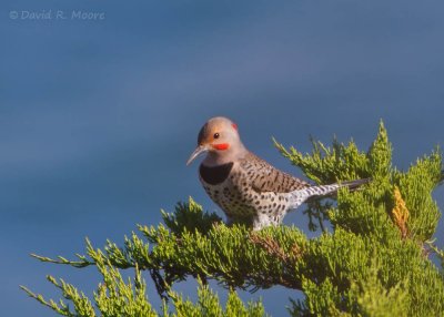 Northern Flicker
