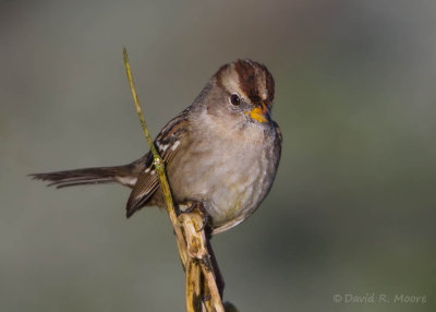 White-crowned Sparrow