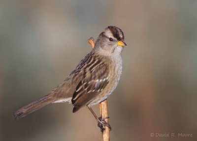 White-crowned Sparrow