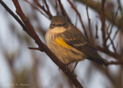 Yellow-rumped Warbler