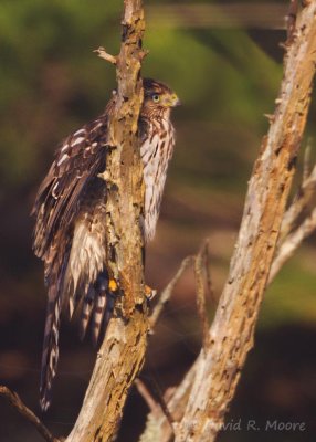 Sharp-shinned Hawk