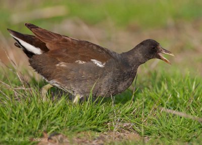 Common Moorhen