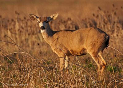 Black-tailed Mule Deer