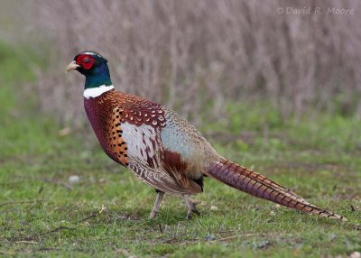 Ring-necked Pheasant
