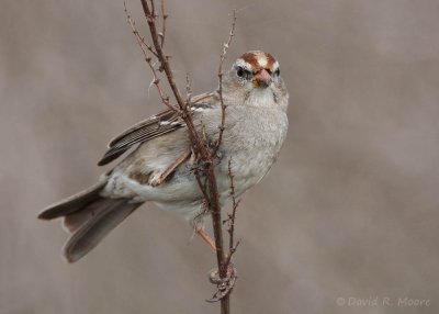 White-crowned Sparrow