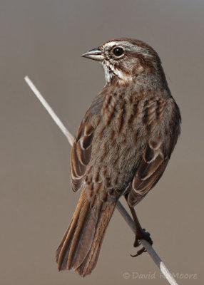 Song Sparrow
