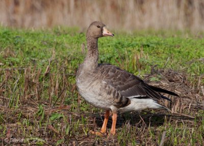 Greater White-fronted Goose