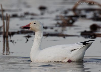 Snow Goose