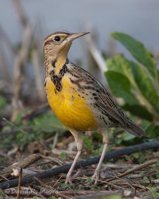 Western Meadowlark